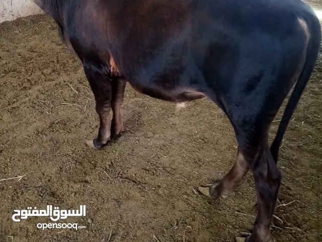 عجل للبيع مباشرة من المزرعه