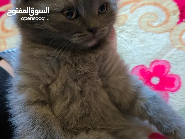 سكوتش فولد انثى