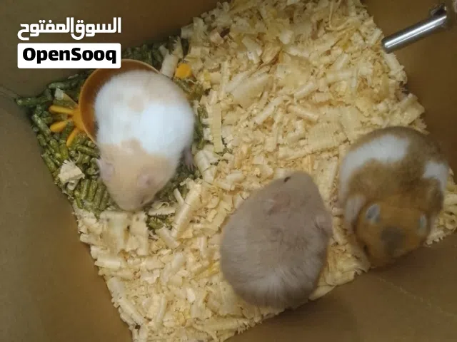 هامستر سوري