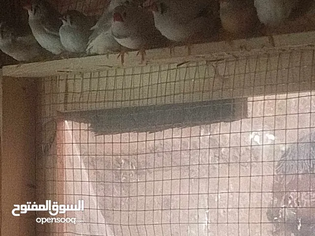 عصافير جنه