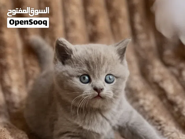 بسم الله ماشاء الله