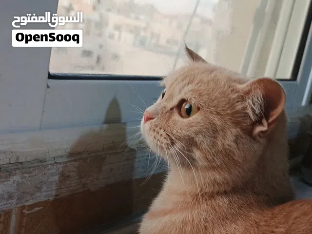 قطه للتبني
