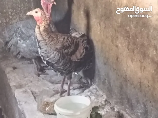 جوز حبش للبيع