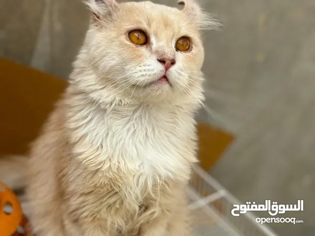 قط سلاله نادره جدا والي ما يعرف يبحت ويتاكد الدطر للبيع او تبديل