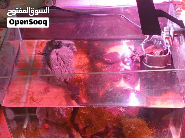 حوض سمك اجنبي