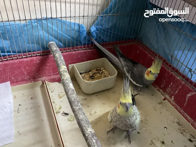 جوز كوكتيل