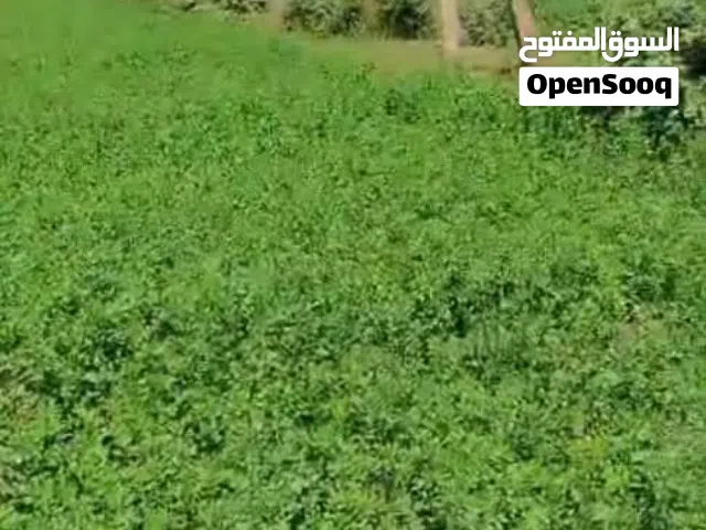 Farm Land for Sale in Khartoum Omdurman