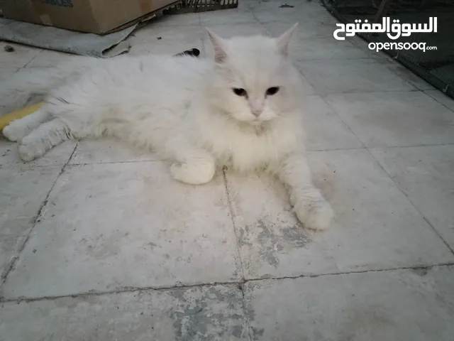 Persian Cat white