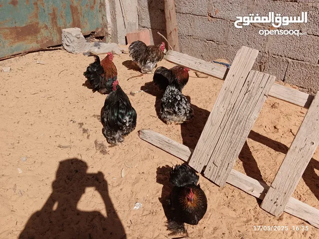 السلام عليكم متوفر سراديك استرالي درجه اولى