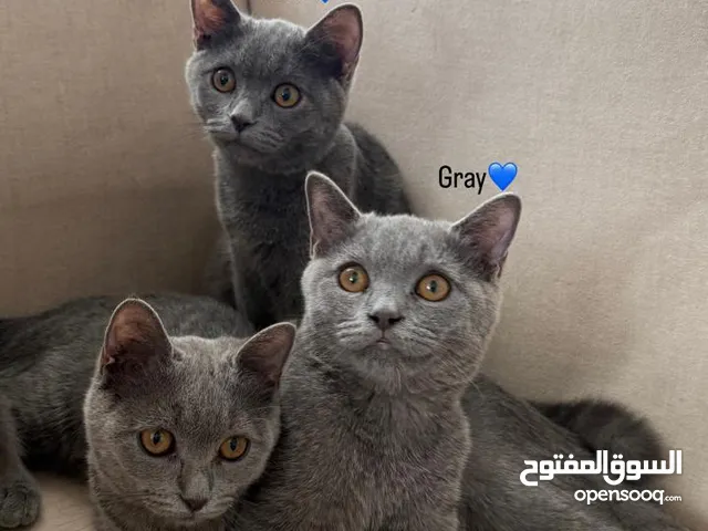 قطط سكوتش برتش ستريت شورت هير