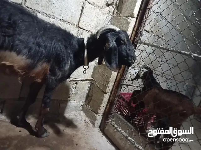 عنزه معها سخله وجدي موجوده بلواء الكوره سموع للتواصل عسوق المفتوح او واتس