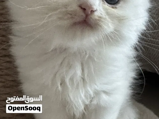 هملايا بيور كيتنز  بصحة ممتازة تربية منزل نظيف انثى جميلة عيون زرقاء وأذنان زهريتان