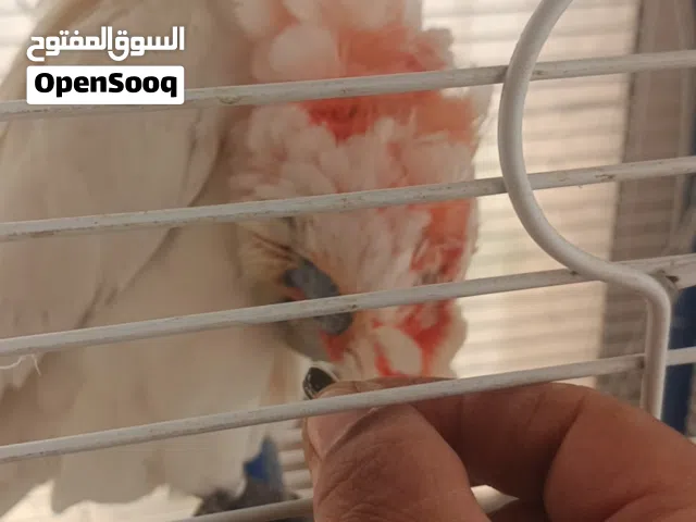 أنثى درة للبيع\ وآخر من نوادر الكوكاتو سلندر ذو المنقار الطويل..قليل من يعرفه بالأردن للبيع او البدل