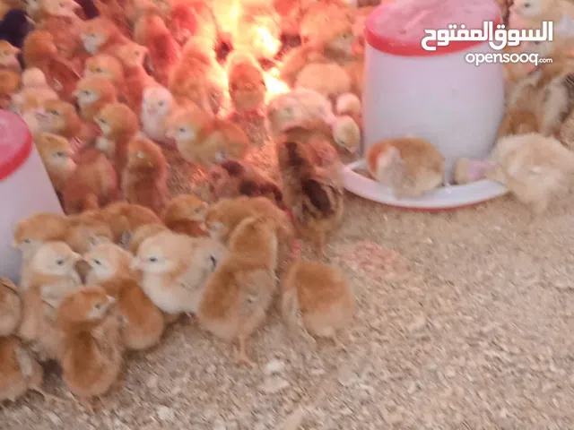 فلالس نوع رود الغامق الأصلي للبيع