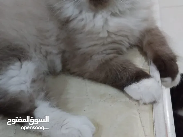 للبيع قطط شيراز سعر الاصغار 4صغار الوحده