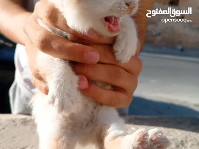 قطط لتبني طبربور