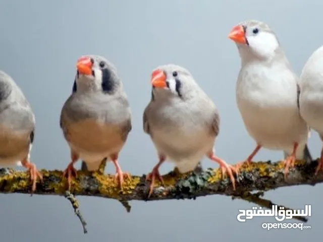 عصافير فنقز شغاال 100%
