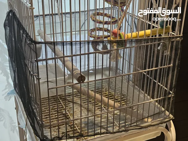 2 Cockatiel with cage