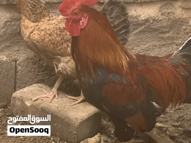 ديج ودجاجه عرب اصلي