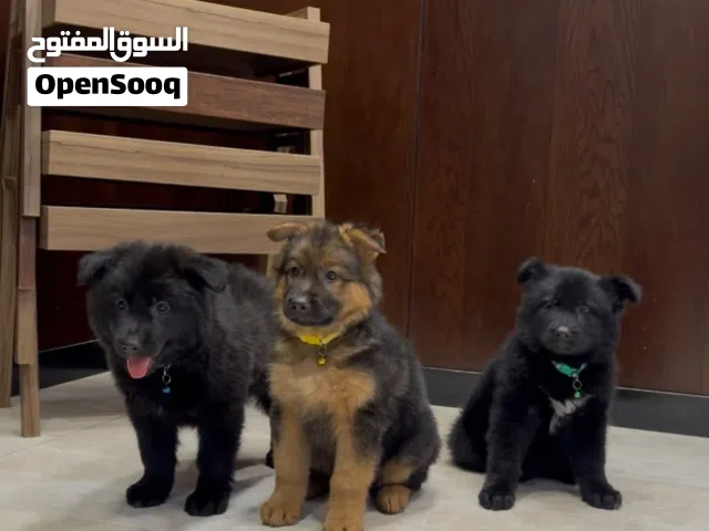 كلاب جراو ست حبات لونج هير