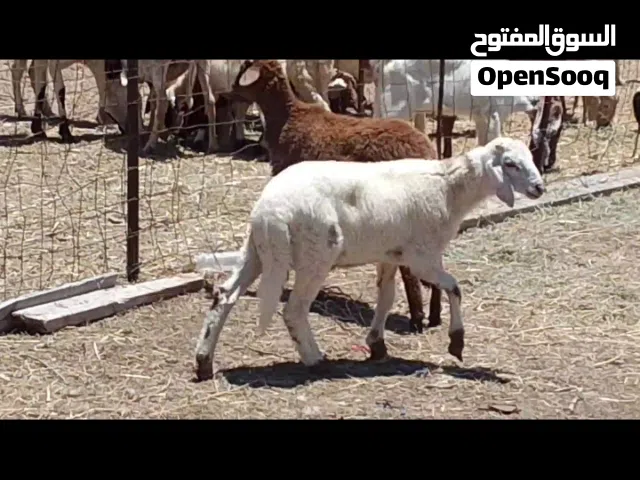 2خرفان مهجنات تبارك الله العمر 3شهور
