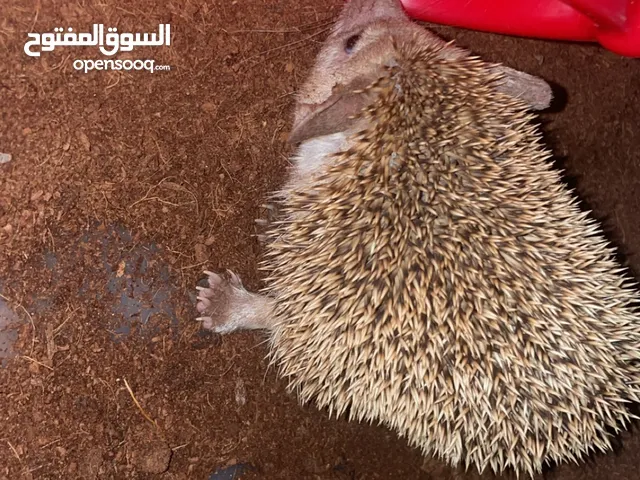 قنفذ اليف للبيع معه كيس رمله