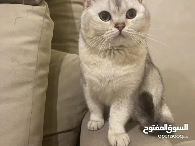 قطط للبيع سكوتش ستريت بيور ذكور من أصول مسجلة للبيع لتحسين النسل