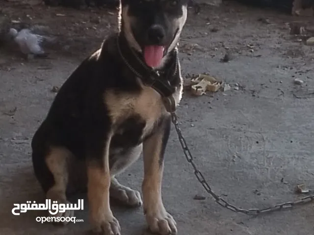 انثى جيرمن عمر 3 شهور قابل للبدل...