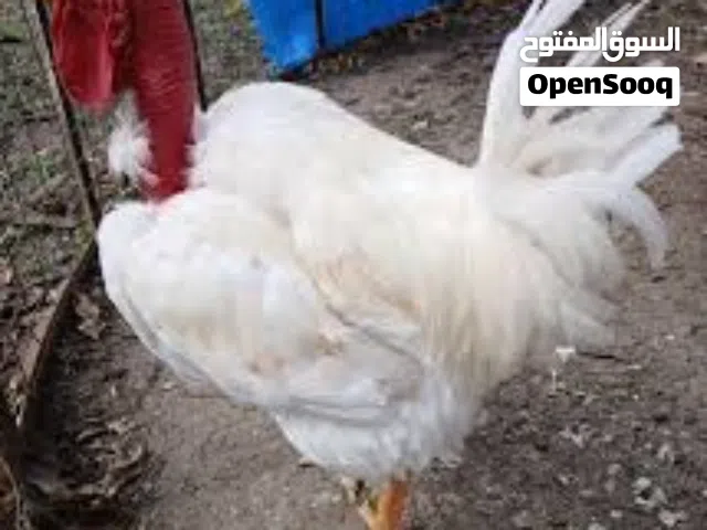 مطلوب ديك فرنساوي لون ابيض