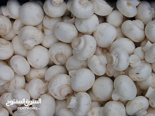 فطر درجه اوله
