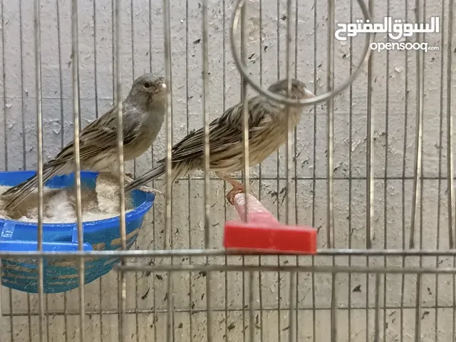 جوز كنار اغات