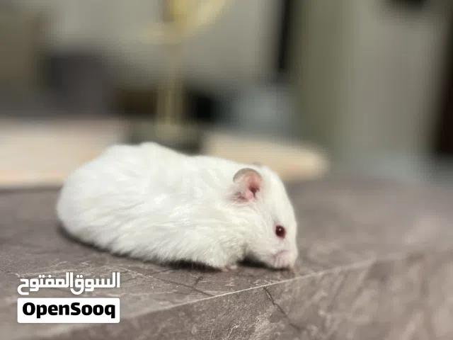 هامستر سوري للبيع متوفر ألوان عديدة و احجام مختلفة هامستر واحد مع قفص و اكل و عشب