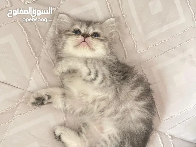 قطه للبيع. cat for sale