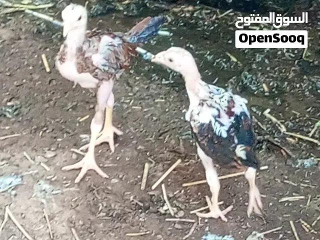 فروخ دجاج باكستاني العدد 12 للبيع او البدل بانثي نفاخ مسوبع 3 حبات
