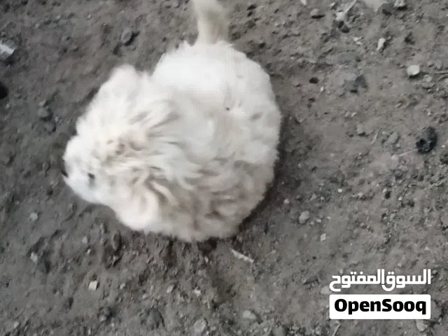 جروصغيرأمريكي