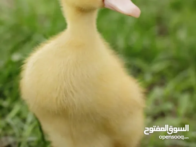 بطة تركي صغيرة للبيع مع كامل مستلزماتها(قفص و طعام)(لايوجد توصيل)