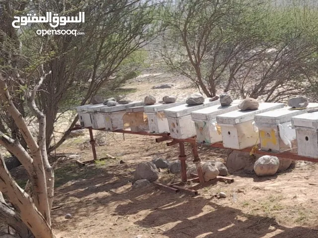 للبيع 10 خلايا نحل تربية