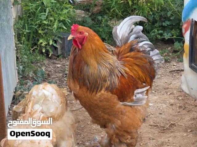 اطقم براهمه للبيع كله شغال