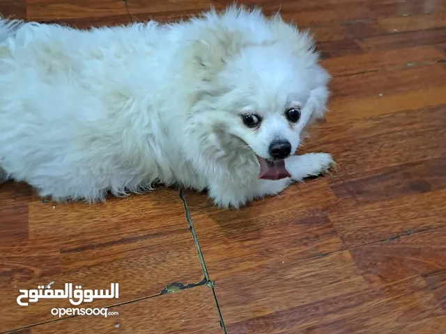 كلاب بومرينيان