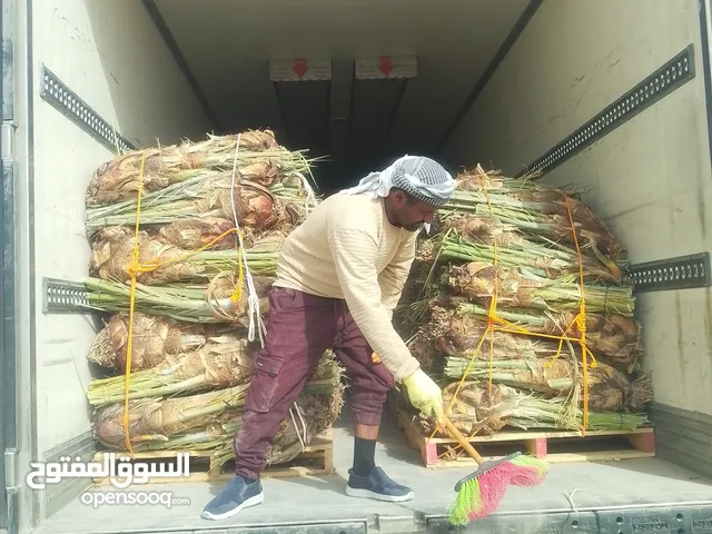 نخل عربي نصدر إلى قطر الكويت البحرين مصر اليمن