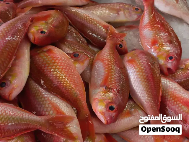 ابحث عن شريك في مشروع بيع الأسماك
