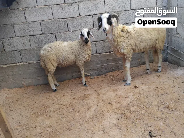 خروف تاني وبركوسه