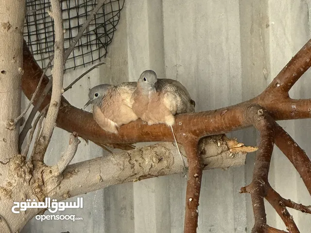 زيبرا دوف (خشبي)