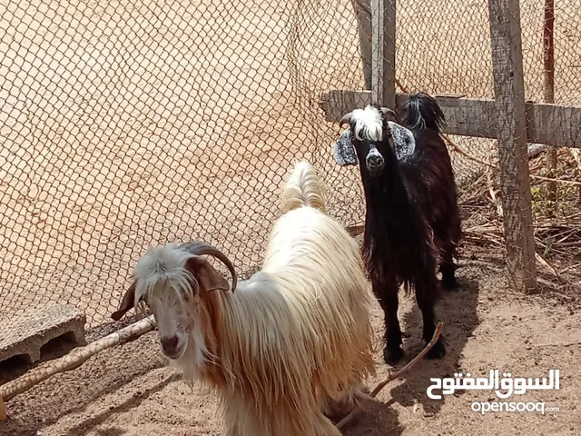 تيوس مخصايات سمان ماشاء الله