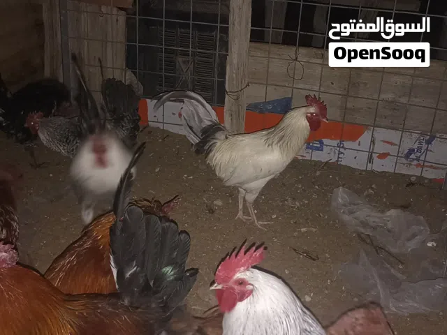 فراريج ربي يبارك عز ماتكسب ويمشوا لتكسيب