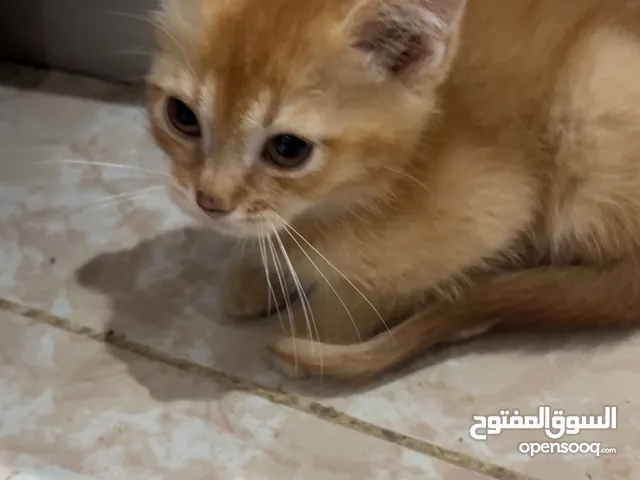 قط بلدي الابو بلدي و الام شيرازيه انثى بعمر شهرين
