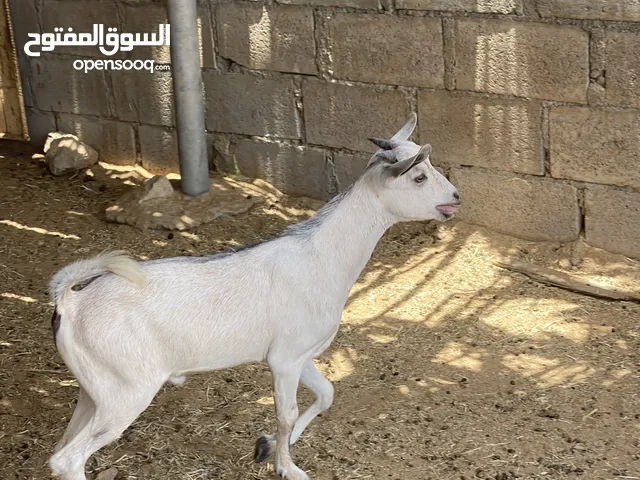 تيس عربي للبيع سمين فل العمر 4 شهور