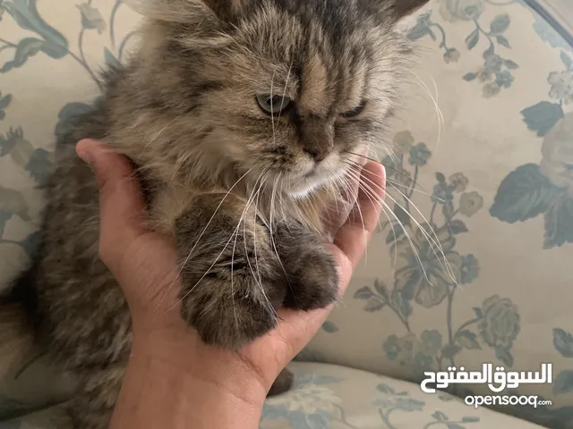 قط حامل من فصيلة السوتش