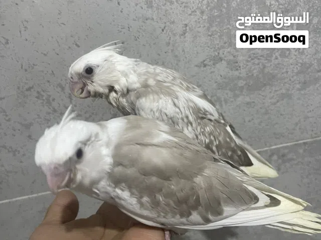 فروخ كروان هولندي هفي بايد+تايقر(غر)