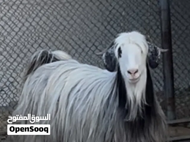 جدي محقوص ما شاء الله فول سمنه